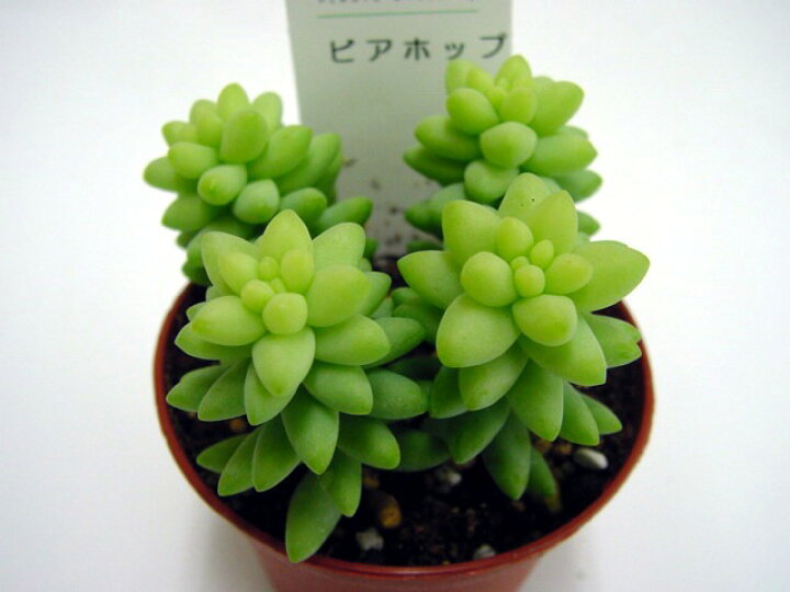 楽天市場】多肉植物 ビアホップ 【インテリア ミニグリーン観葉 