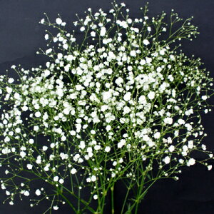 生花 かすみ草の人気商品 通販 価格比較 価格 Com