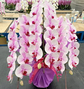 Ӓ ~fB P ԃbv ~fBR`E Ӓ P y3{zԁI RpNgŁAȏꏊɏ₷݊ ƂĂ܂IR`E TNq