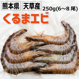 熊本県天草特産　クルマエビ250g(6〜8尾)
