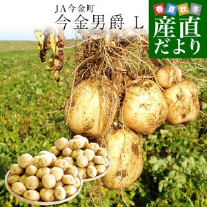 kCY JA Ⴊ j LTCY 10L(65ʑO)@ n鏒 WKC  j݈