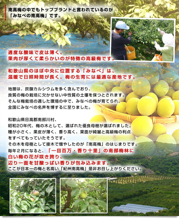 楽天市場】和歌山県産 JA紀州 みなべの南高梅 Lサイズ 10キロ 梅 梅干 梅干し 梅酒 梅サワー 梅ジャム 市場発送 うめ ウメ なんこうばい : 産直だより 楽天市場】和歌山県産 JA紀州 みなべの南高梅 Lサイズ 10キロ 梅 梅干 梅干し 梅酒 梅サワー 梅ジャム 市場発送 うめ ウメ なんこうばい : 産直だより