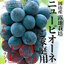 JAつやま 産地直送 岡山産 露地栽培 ご家庭用 ニューピオーネ 優品約2キロ（4房から5房）2,980円 ランキングお取り寄せ