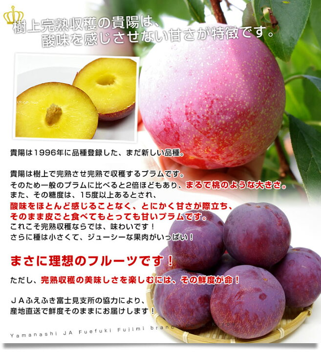 55%以上節約 プラム すもも 貴陽 約1.5kg 6-8玉 特大 化粧箱 山梨県産 貴陽(きよう) 高級大玉プラム 山梨県産 約1.5kg6〜8玉入