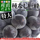 山梨県から産地直送　JAふえふき　一宮支所　特大　種なし　巨峰　1.8キロ（3房） ランキングお取り寄せ