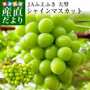 送料無料 山梨県より産地直送 JAふえふき 大型シャインマスカット 合計1.2キロ以上(大房2房入り) ぶどう 葡萄 ブドウ
