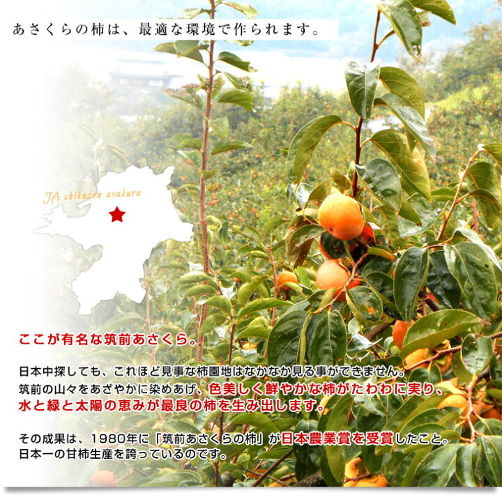 楽天市場】福岡県より産地直送 JA筑前あさくら あさくらの富有柿 (甘柿) ギフト向け秀品 2Lサイズ 約2.5キロ (9玉) 化粧箱入り 送料無料 柿 かき カキ : 産直だより 楽天市場】福岡県より産地直送 JA筑前あさくら あさくらの富有柿 (甘柿) ギフト向け秀品 2Lサイズ 約2.5キロ (9玉) 化粧箱入り 送料無料 柿 かき カキ : 産直だより