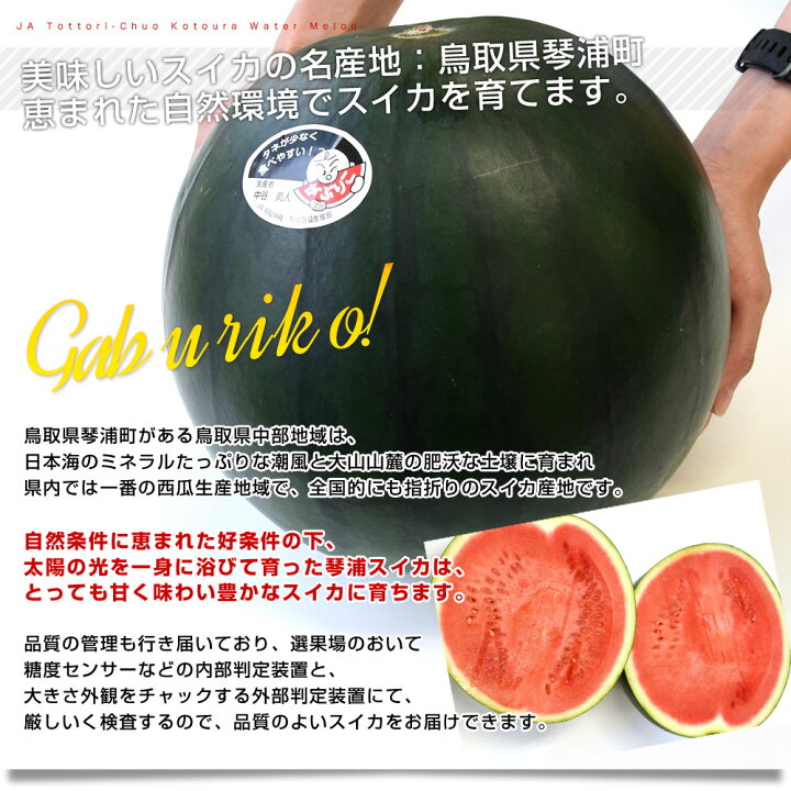 送料無料 予約 6月下旬-7月上旬 種の少ないがぶりこ西瓜 すいか 鳥取県琴浦 約8kg 【全商品オープニング価格 送料無料 予約 6月下旬-7月上旬 種の少ないがぶりこ西瓜 すいか 鳥取県琴浦 約8kg 【全商品オープニング価格