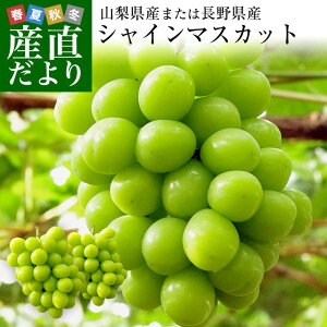 敬老の日にも最適 山梨県または長野県産 シャインマスカット 1.2キロ (2房から3房入り) 送料無料 ぶどう 葡萄