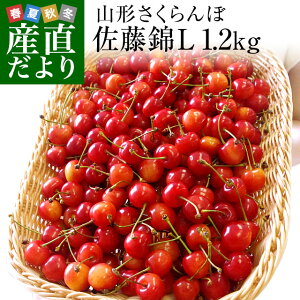 山形県より産地直送 厳選農家のさくらんぼ佐藤錦 Lサイズ 超盛 1.2キロ (約300g×4P入) 送料無料 ※クール便発送