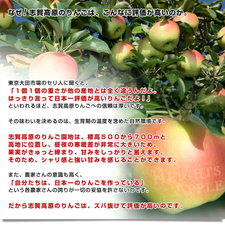 長野県より産地直送 Jaながの 志賀高原のサンふじリンゴ 12玉から玉 約5キロ りんご 林檎 リンゴ ご家庭用 送料無料