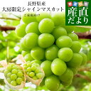 【ダイヤモンド・プラチナ会員限定クーポン配布中】長野県産シャインマスカット たっぷり1.1キロ以上（大房2房）送料…