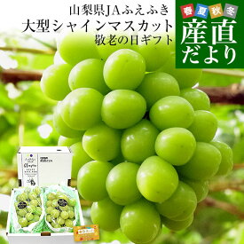 【敬老の日ギフト】山梨県産 JAふえふき 大型シャインマスカット 合計約1.2キロ（2房）送料無料 ぶどう ブドウ 種なしぶどう ギフト 贈り物 メッセージカード付き クール便発送