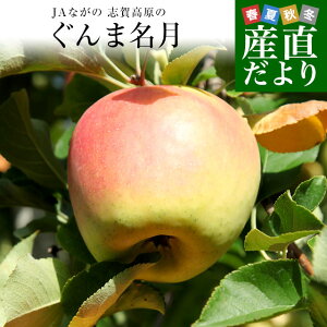 長野県産JAながの 志賀高原のぐんま名月 ご家庭用約5キロ (10玉から20玉) 送料無料 林檎 りんご リンゴ めいげつ