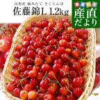 山形県より産地直送 さくらんぼ佐藤錦 大粒Lサイズ　たっぷり1.2キロ (約300g×4P入) 送料無料 クール便　サクランボ　桜桃