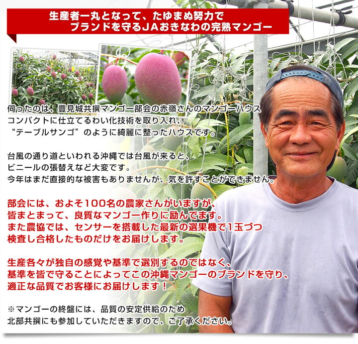 楽天市場】沖縄県より産地直送 JAおきなわ 完熟沖縄マンゴー 秀品 1.5 