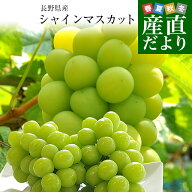 長野県産 シャインマスカット　約1キロ（2房）送料無料 ぶどう ブドウ 種なしぶどう