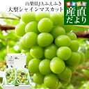 山梨県産　JAふえふき 大型シャインマスカット 約1.2キロ（2房）送料無料 ぶどう ブドウ 種なしぶどう ギフト 贈り物 クール便発送