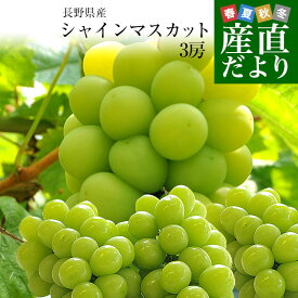 長野県産 シャインマスカット 約1.5キロ（3房）送料無料 ぶどう ブドウ 種なしぶどう クール便発送