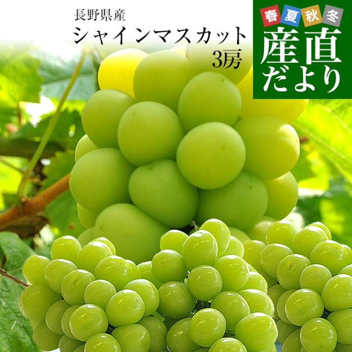 楽天市場】長野県産 シャインマスカット 約1.5キロ（3房）送料無料 