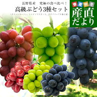 長野県産 究極の食べ比べ！ 高級ぶどう3種セット約1.5kg （クイーンルージュ、シャインマスカット、ナガ…