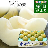 千葉県産 JAいちかわ 市川の梨 (柏井または市川中央支部）優品以上 大玉 約5キロ (12玉から14玉) 送料無…
