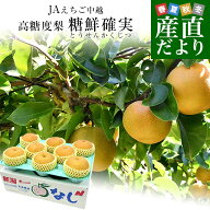 新潟県より産地直送 JAえちご中越 高糖度梨「糖鮮確実 (とうせんかくじつ)」 新興　優品以上 約5キロ (6…
