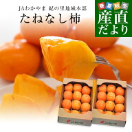和歌山県より産地直送 JAわかやま 紀の里地域本部 たねなし柿 合計4キロ 2キロ×2箱 (10玉から12玉入り×…