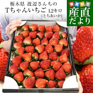 栃木県より産地直送 渡辺さんちのTちゃんいちご(とちあいか)大盛り1.2キロ(Lから特大:不揃い) 苺 いちご …