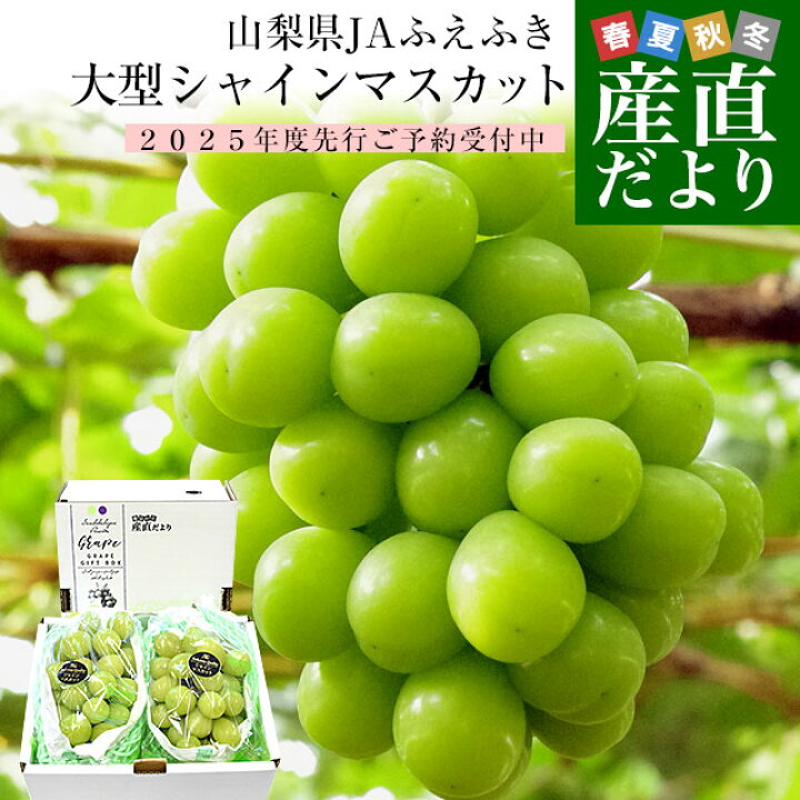 楽天市場】【2025年発送 予約商品】山梨県産 JAふえふき 大型シャイン 