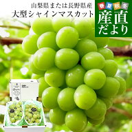山梨県または長野県産 大型シャインマスカット 青秀品 1.2キロ（2房）送料無料 ぶどう ブドウ 種なしぶど…