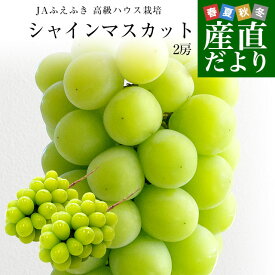 【夏ギフト・ハウス高級ぶどう】山梨産 JAふえふき 高級ハウス栽培 シャインマスカット 約1キロ（2房）送料無料 ギフト 夏ギフト お中元 御中元 ぶどう ブドウ 種なしぶどう
