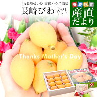 【遅れてごめんね 母の日ギフト】 長崎県より産地直送 JA長崎せいひ 高級ハウス栽培 長崎びわ 500g化粧箱…