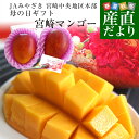 【母の日ギフト】宮崎県より産地直送 JA宮崎中央 宮崎完熟マンゴー 大玉2L×2玉 合計700g以上 （350gから449g×2玉） …