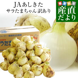 熊本県より産地直送 JAあしきた サラたまちゃん 規格外 (訳あり品) 約10キロ 送料無料 玉葱 タマネギ サラ玉 さらたま さらタマ