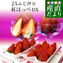 静岡県より産地直送JAふじ伊豆 紅ほっぺ DX 約560g (280g×2P) 送料無料 いちご イチゴ 苺
