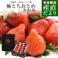 茨城県産 大和田いちご園の極（きわみ）とちおとめ 1箱 300g以上（15粒から18粒）送料無料 いちご イチゴ…