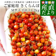 山形県より産地直送！品種おまかせ ご家庭用 さくらんぼ 大ボリューム1.2キロ ○秀品Mサイズ以上（300g×…