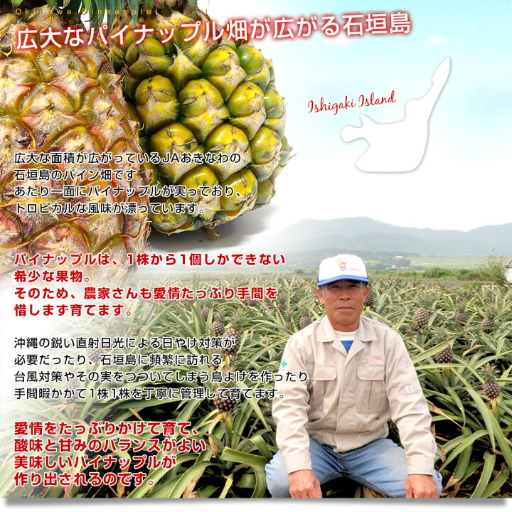 楽天市場】沖縄県より産地直送 JAおきなわ 沖縄県産 ピーチパイン 3玉 