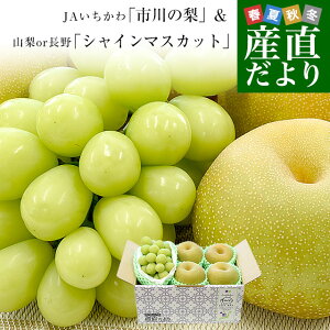 tY JA s̗ Diȏ 4(1.4L)R͒쌧Y VC}XJbg 1[(500g)  Ԃǂ iV t[cZbg