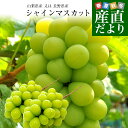 【ダイヤモンド・プラチナ会員限定クーポン配布中】山梨県 又は 長野県産 シャインマスカット 約1キロ（2房）送料無料 ぶどう ブドウ 種なしぶどう 葡萄 ※クール便