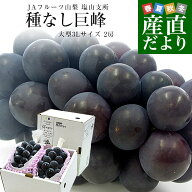 山梨県産 JAフルーツ山梨 塩山支所 種なし巨峰 大型3Lサイズ 秀品1キロ以上（2房入り）送料無料 ぶどう …
