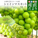 山梨県より産地直送 JAフルーツ山梨 シャインマスカット 秀品 大房2房入り 化粧箱 (約550g×2房) 送料無料 葡萄 ぶどう