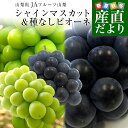 山梨県より産地直送 JAフルーツ山梨 シャインマスカット＆ピオーネ 2種セット 秀品 大房2房入 化粧箱 (約550g×2房）送料無料