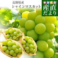 長野県産 シャインマスカット 約1.5キロ（3房）送料無料 ぶどう ブドウ 種なしぶどう