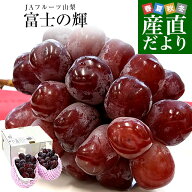 山梨県産 JAフルーツ山梨 富士の輝 ブラックシャインマスカット 約1.1キロ(2房) 送料無料 種無しぶどう …
