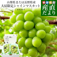 【ダイヤモンド・プラチナ会員限定クーポン配布中】山梨県または長野県産 大房シャインマスカット ご家庭…
