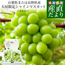 山梨県または長野県産 大房シャインマスカット ご家庭向け・赤秀品以上 1.1キロから1.2キロ（大2房）3,980円～ 送料無料 ぶどう ブドウ 種なしぶどう 葡萄 ※クール便