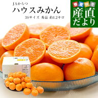 佐賀県産 JAからつ ハウスみかん 3Sサイズ 約1.2キロ（24玉から30玉前後） 蜜柑 ミカン 送料無料