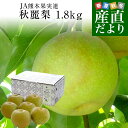 熊本県産 JA熊本果実連 秋麗梨 （しゅうれいなし） 約1.8キロ（5玉から7玉） ナシ なし 送料無料